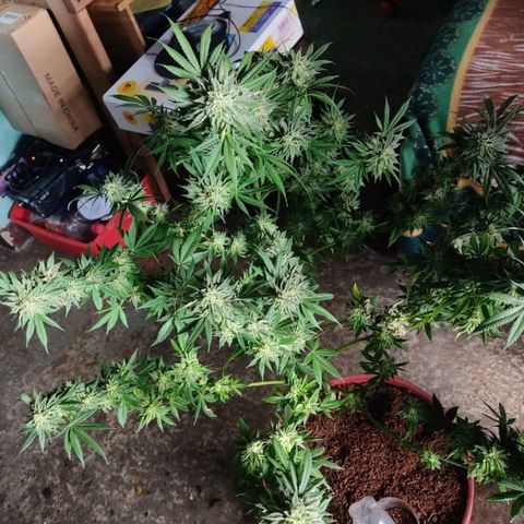 La fortachona #1 growlog photo: Purple punch.