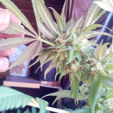 La fortachona #1 growlog photo: Purple punch.