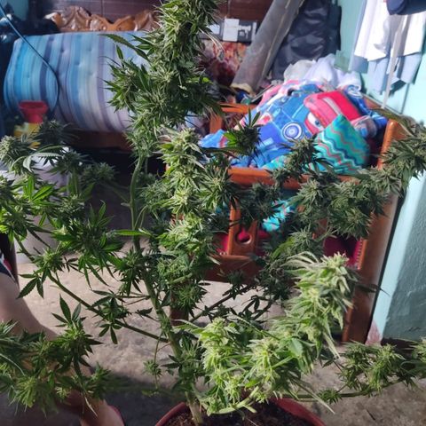 La fortachona #1 growlog photo: Purple punch.