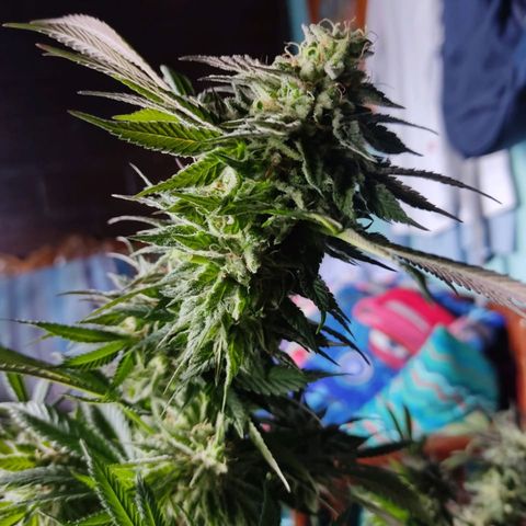 La fortachona #1 growlog photo: Purple punch.