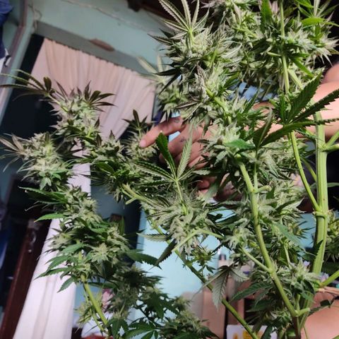 La fortachona #1 growlog photo: Purple punch.