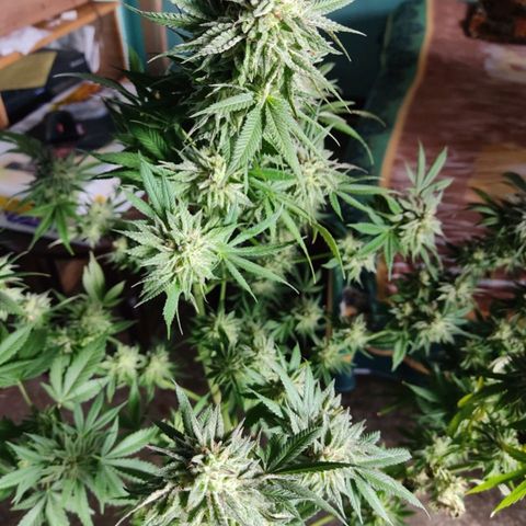 La fortachona #1 growlog photo: Purple punch.