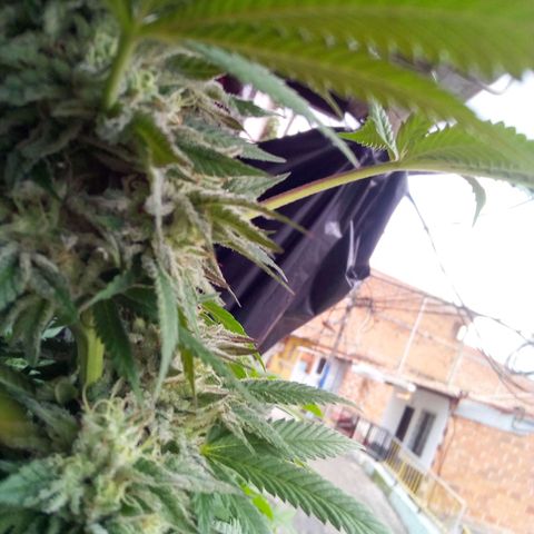 La fortachona #1 growlog timeline photo
