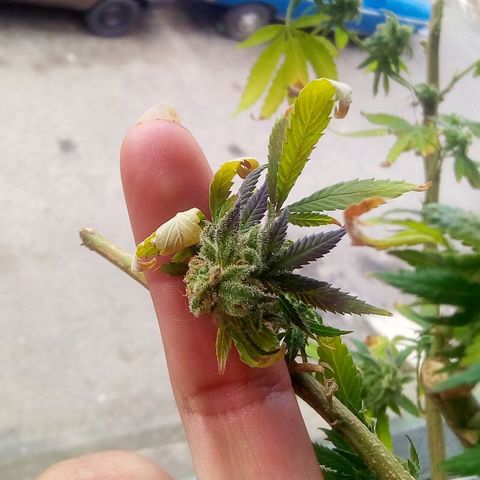 La fortachona #1 growlog timeline photo
