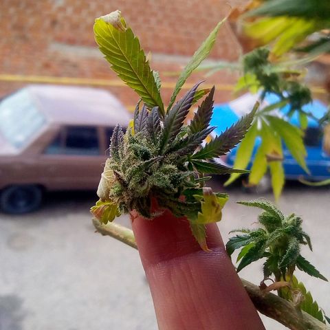 La fortachona #1 growlog timeline photo