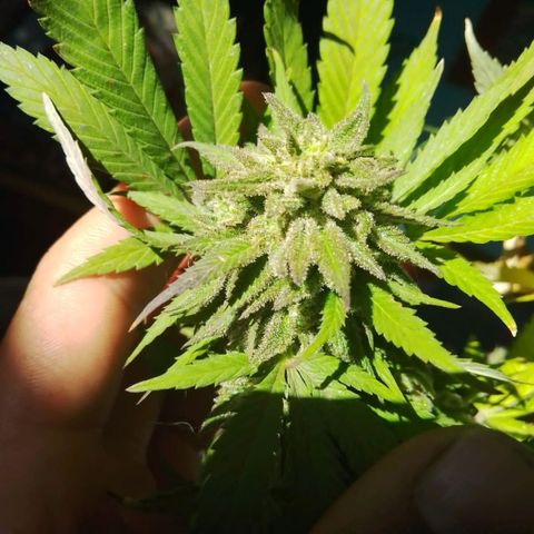 La fortachona #1 growlog photo: Cosecha de blueberry.