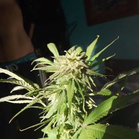 La fortachona #1 growlog photo: Cosecha de blueberry.