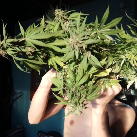 La fortachona #1 growlog photo: Cosecha de blueberry.