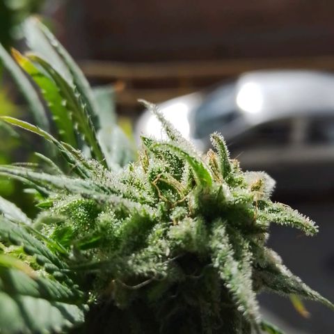 La fortachona #1 growlog photo: Cosecha de blueberry.