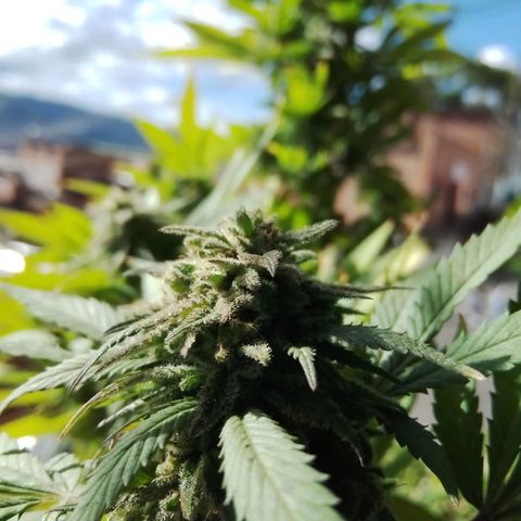 La fortachona #1 growlog photo: Cosecha de blueberry.