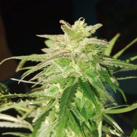 La fortachona #1 growlog photo: Cosecha de blueberry.