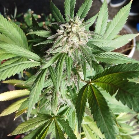 La fortachona #1 growlog photo: Cosecha de blueberry.