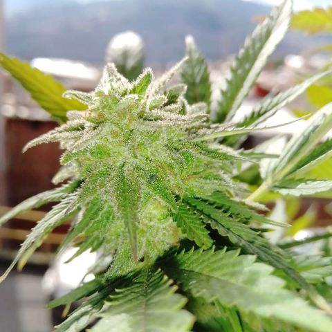 La fortachona #1 growlog photo: Cosecha de blueberry.
