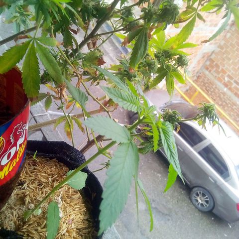 La fortachona #1 growlog photo: Purple punch
