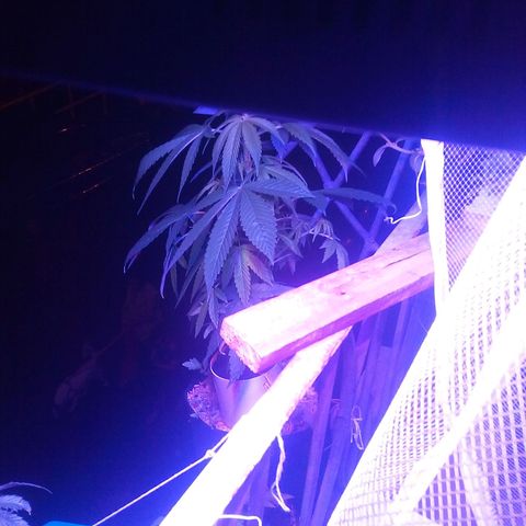 La fortachona #1 growlog timeline photo
