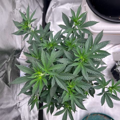 Purple Queen (Photo) growlog timeline photo