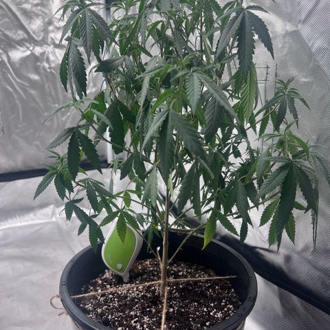 Critical (Photo) growlog timeline photo
