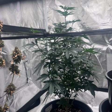 Purple Queen (Photo) growlog timeline photo