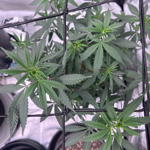 Critical (Photo) growlog photo: Cut lower branches Day 1 Flower