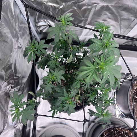 Purple Queen (Photo) growlog timeline photo
