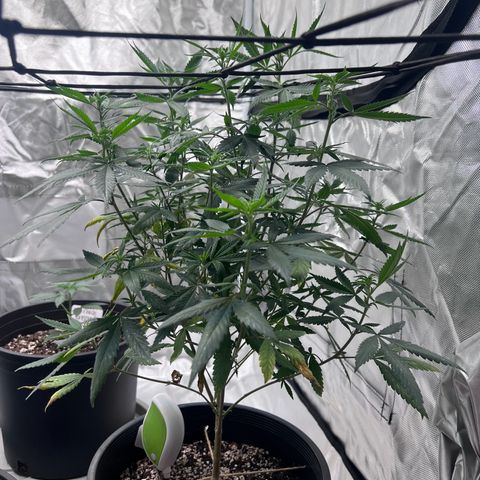 Critical (Photo) growlog timeline photo