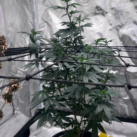 Purple Queen (Photo) growlog timeline photo