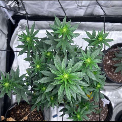 Purple Queen (Photo) growlog timeline photo