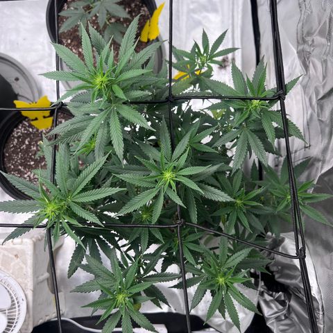 Critical (Photo) growlog photo: 21”