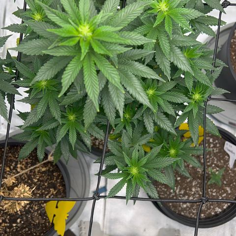 Purple Queen (Photo) growlog timeline photo