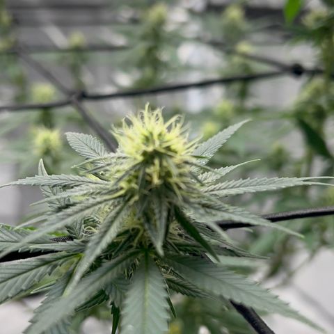 Critical (Photo) growlog photo: Light Schwazze