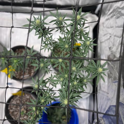 Critical (Photo) growlog photo: Light Schwazze