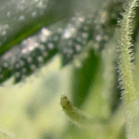 Critical (Photo) growlog photo: Light Schwazze