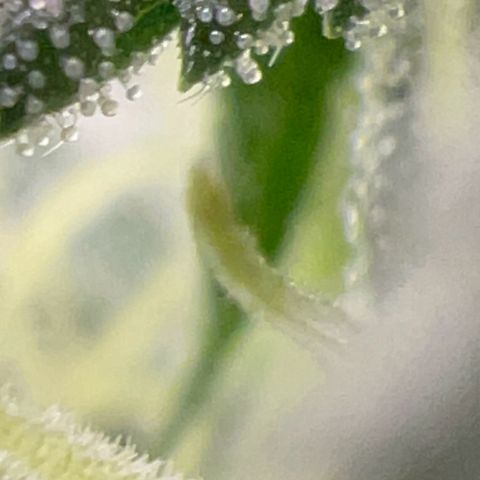 Critical (Photo) growlog photo: Light Schwazze