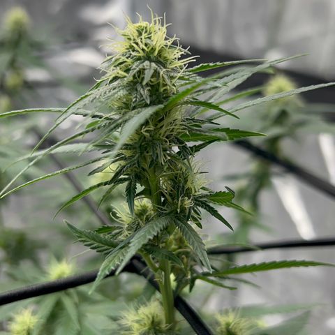 Critical (Photo) growlog photo: Light Schwazze