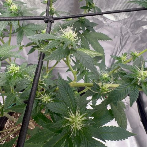 Critical (Photo) growlog photo: Light Schwazze