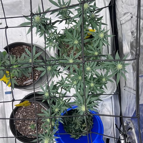 Critical (Photo) growlog photo: Light Schwazze