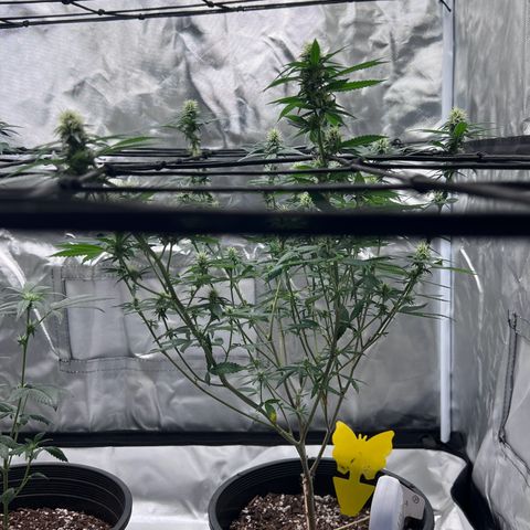Critical (Photo) growlog photo: Light Schwazze