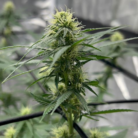 Critical (Photo) growlog photo: Light Schwazze