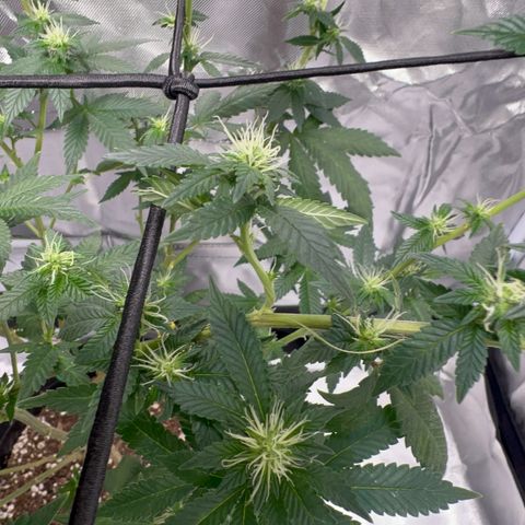 Critical (Photo) growlog photo: Light Schwazze