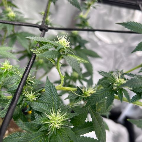Purple Queen (Photo) growlog photo: Light Schwazze
