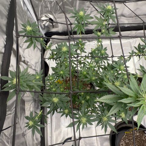 Purple Queen (Photo) growlog photo: Light Schwazze
