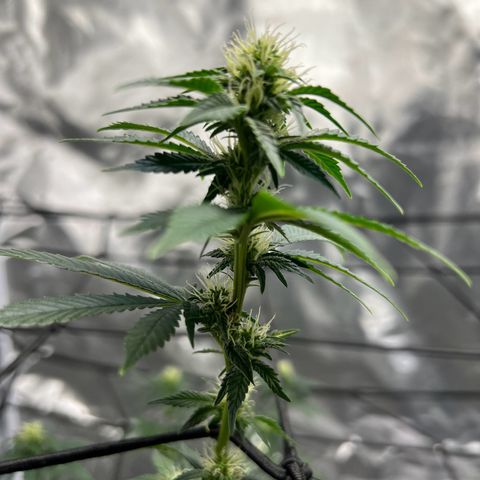 Purple Queen (Photo) growlog photo: Light Schwazze