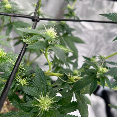 Purple Queen (Photo) growlog photo: Light Schwazze