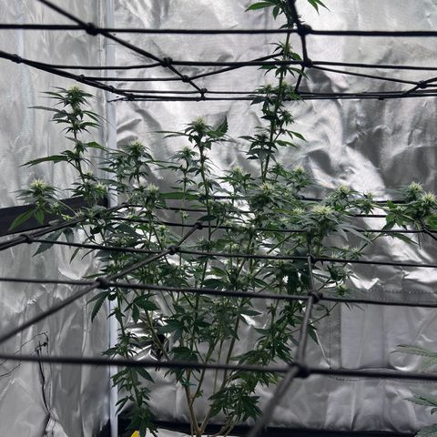 Purple Queen (Photo) growlog photo: Light Schwazze
