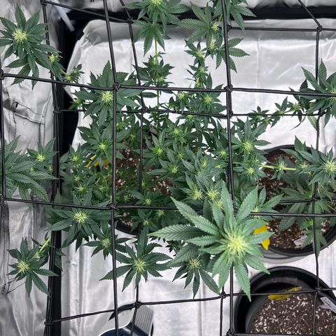 Purple Queen (Photo) growlog photo: Light Schwazze