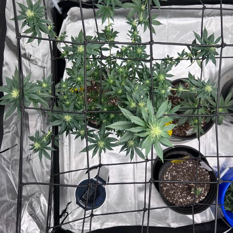 Purple Queen (Photo) growlog photo: Light Schwazze