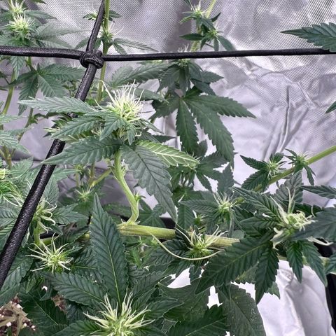 Purple Queen (Photo) growlog photo: Light Schwazze
