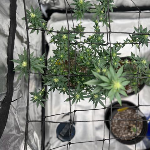 Purple Queen (Photo) growlog photo: Light Schwazze