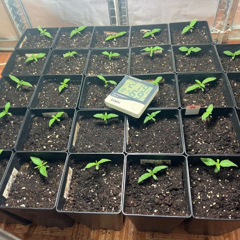 Critical growlog timeline photo