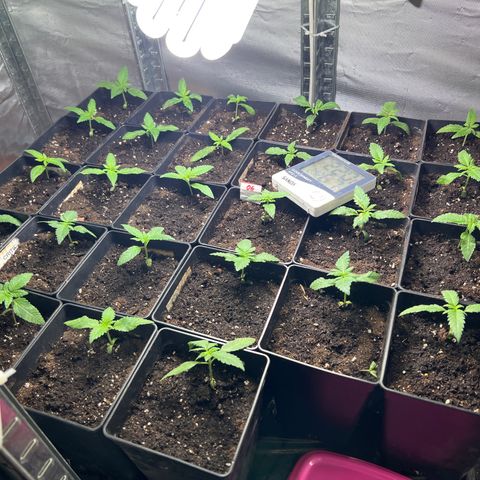 Critical growlog timeline photo